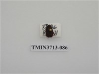 藏品(金龜子科)的圖片